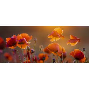 Monee OBRAZ NA SKLE, květiny, 125/50 cm