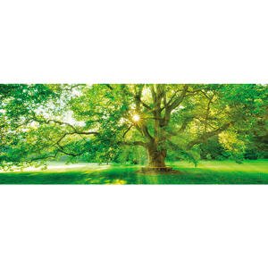 Euroart OBRAZ NA SKLE, stromy, 30/80/1,40 cm